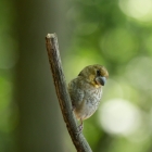 Appelvink - De Kop van Deelen Hoenderloo