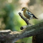 Appelvink - De Kop van Deelen Hoenderloo