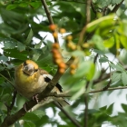 Appelvink - De Kop van Deelen Hoenderloo