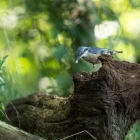 Boomklever - De Kop van Deelen Hoenderloo