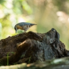 Boomklever - De Kop van Deelen Hoenderloo