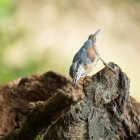 Boomklever - De Kop van Deelen Hoenderloo