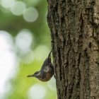 Boomklever - De Kop van Deelen Hoenderloo