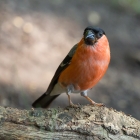 Goudvink - De Kop van Deelen Hoenderloo