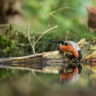 Goudvink - De Kop van Deelen Hoenderloo