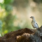 Merel - De Kop van Deelen Hoenderloo