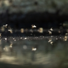 Vijvertje - De Kop van Deelen Hoenderloo