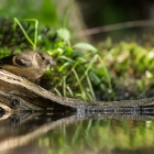Vink - De Kop van Deelen Hoenderloo