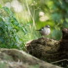 Vrouwtjesvink - De Kop van Deelen Hoenderloo