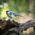 Zwartkopmees - De Kop van Deelen Hoenderloo