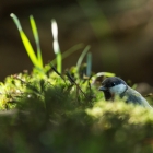 Zwartkopmees - De Kop van Deelen Hoenderloo
