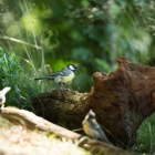 Zwartkopmees - De Kop van Deelen Hoenderloo