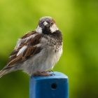 Sparrow looking to build its nest , preferably on my balcony I fear. Could just take a picture through my - pretty dirty- window
