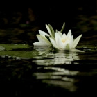 Waterlelies in het Ilperveld