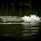 Waterlelies in het Ilperveld