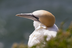 Jan-van-gent op Helgoland