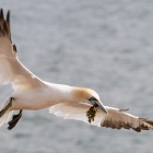 Jan-van-gent op Helgoland