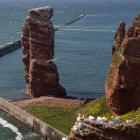 De Jan-van-genten op Lange Anna