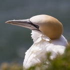 Jan-van-gent op Helgoland