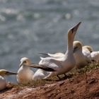 Jan van Genten - De Jan van Gentenkolonie op de rode kliffen van Helgoland