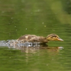 Look at me, I'm the fastest dutch duckling there is!