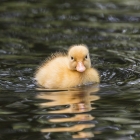 Jong eendje
