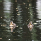 Twee jonge eendjes