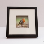 Roodborstje in lijst