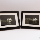 Waterlelies in Ilperdam in lijst