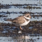 Bontbekplevier op het landje van Geijsel