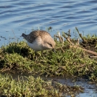 Bonte strandloper op het landje van Geijsel