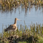 Grutto op het landje van Geijsel