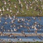 Zwerm grutto's op het landje van Geijsel