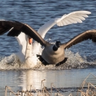 Ruzie tussen zwaan en Canadese gans