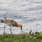 Grutto's op het Landje van Geijsel