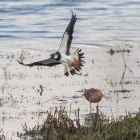 Grutto maakt ruzie met kievit op het Landje van Geijsel