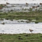 Grutto's op het Landje van Geijsel