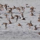 Grutto's op het Landje van Geijsel
