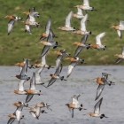 Grutto's op het Landje van Geijsel