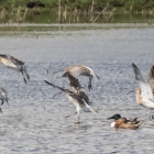 Wulpen op het Landje van Geijsel