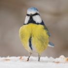 Pimpelmees in de sneeuw
