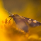 motje-macro-3914
