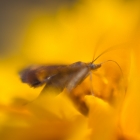 motje-macro-3919