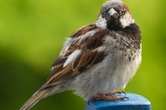 Sparrow looking to build its nest , preferably on my balcony I fear. Could just take a picture through my - pretty dirty- window