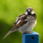 Sparrow looking to build its nest , preferably on my balcony I fear. Could just take a picture through my - pretty dirty- window