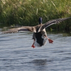 eend-melkmeent-0527