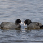 meerkoetjes-melkmeent-0436