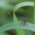 Langpootmug op het riet