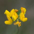 Naardermeer