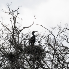 Aalscholver op nest in het Naardermeer